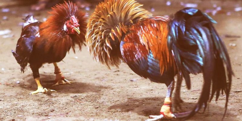 Đá Gà Cựa Sắt - Trải Nghiệm Giải Trí Đỉnh Cao Tại 69VN