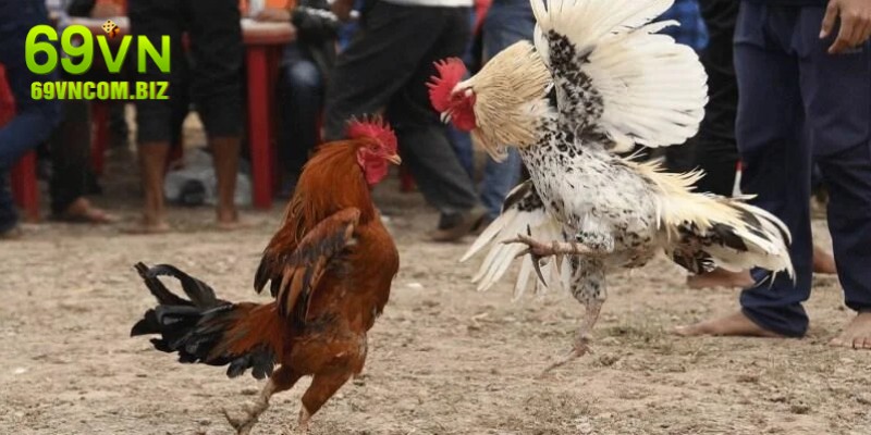 Kinh nghiệm chơi đá gà cựa dao 69VN chính xác nhất
