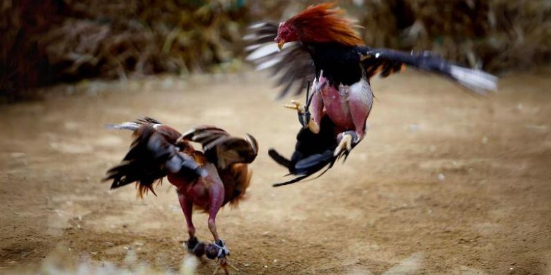 Những quy định cần lưu ý khi tham gia đá gà cựa sắt