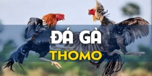 Đá Gà Thomo - Trải Nghiệm Cá Cược Đỉnh Cao Tại 69VN
